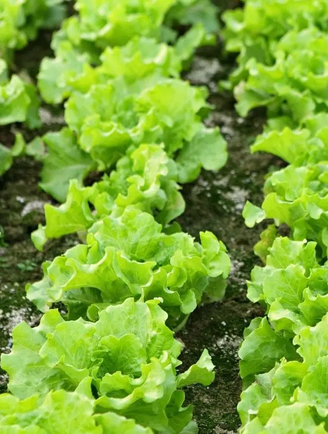 Fabricación de Biomasa Destinada al Sector Agrícola