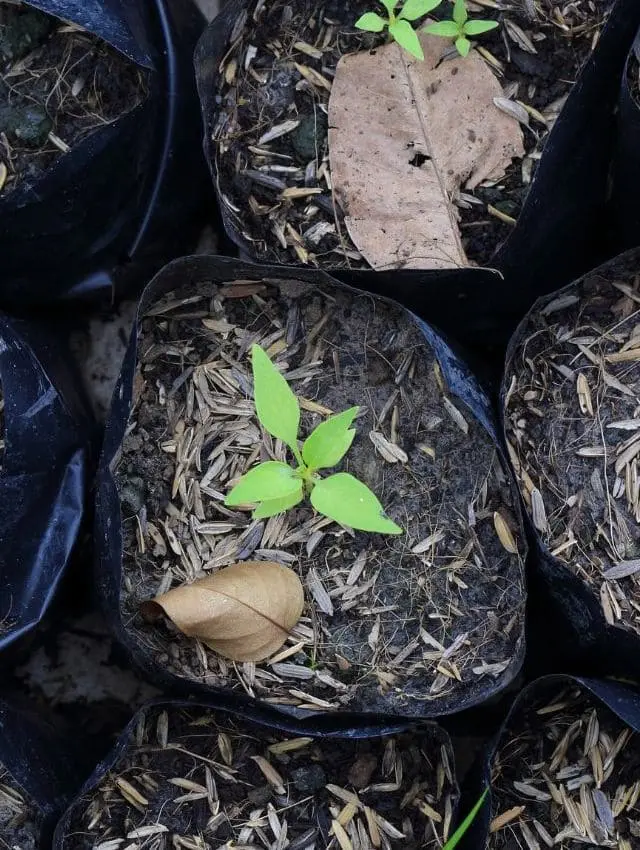 Fabricación de Biomasa con Fines Energéticos