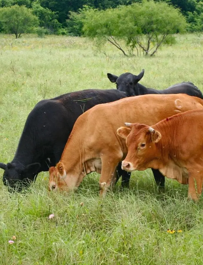 Fabricación de Biomasa para el Sector Ganadero